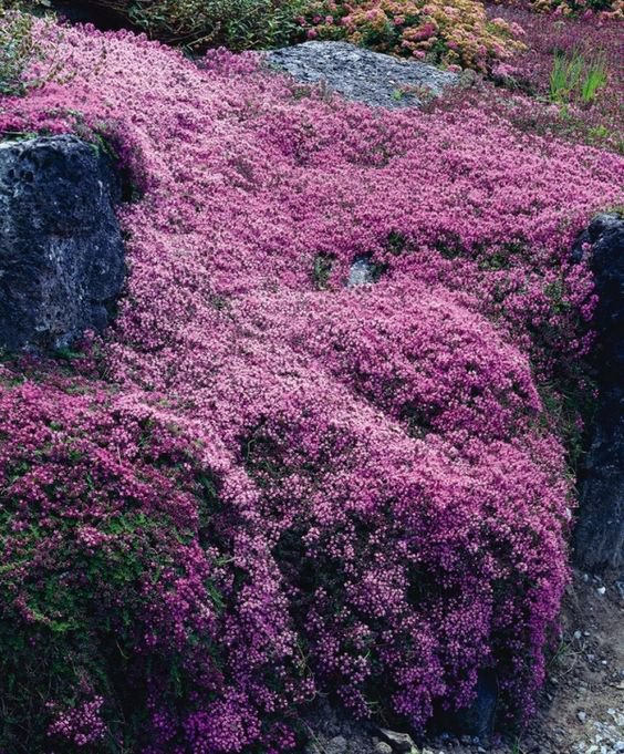 creeping thyme seeds wilko