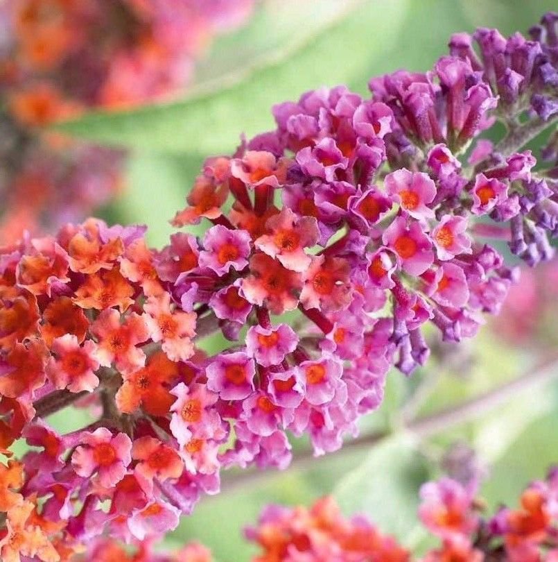 USA SELLER Bicolor Buddleia Butterfly Bush 25 seeds