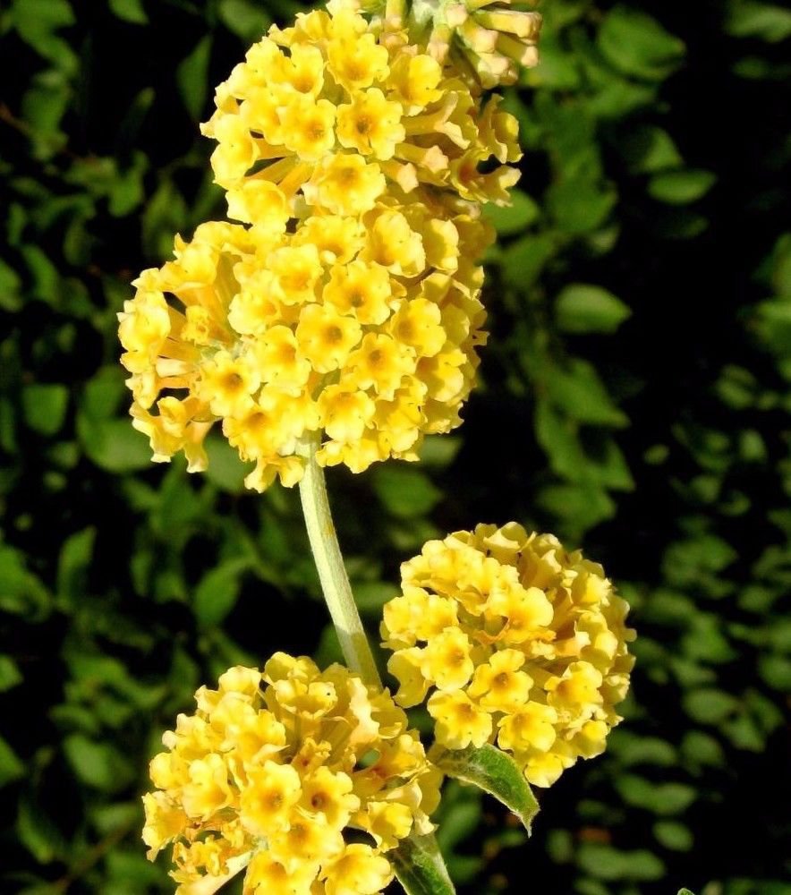 USA SELLER Yellow Butterfly Bush 25 seeds