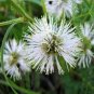 USA SELLER Illinois Bundleflower 200 seeds