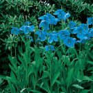 USA SELLER Blue Himalayan Poppy 10 seeds
