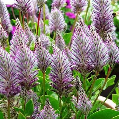 USA SELLER Lamb's Tail 10 seeds