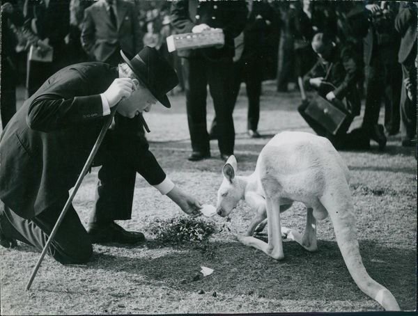 Winston Churchill with kangaroo. - 8x10 photo