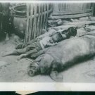 1929 - Tired refugee children sleeping on a sow. The China-Soviet war 1929.  -