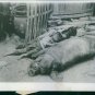 1929 - Tired refugee children sleeping on a sow. The China-Soviet war 1929.  -