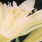 Pamianthe Lily 12x20 Throw Pillow, Complete with Pillow Insert