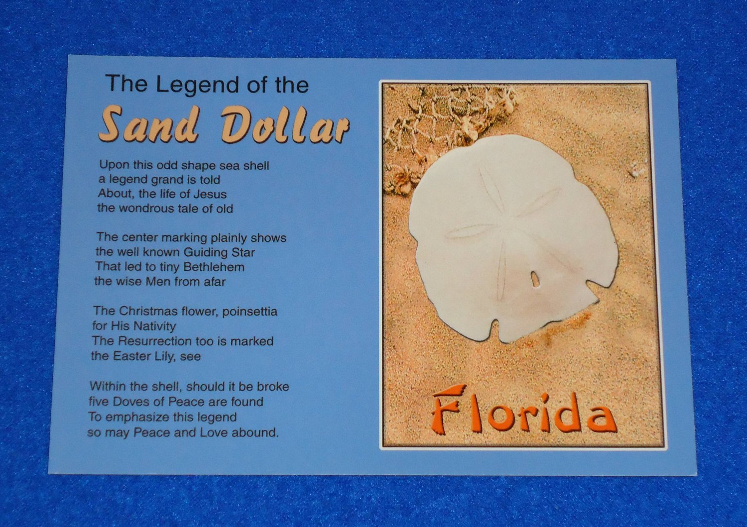 **BRAND NEW** FLORIDA SAND DOLLAR LEGEND POSTCARD SEA URCHIN ODD SHAPE ...