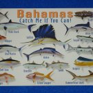 BRAND NEW FASCINATING BAHAMAS CATCH ME IF YOU CAN FISH POSTCARD COLLECTOR'S ITEM