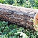 3D Realistic Willow Stump Log Wood Shape Throw Pillow Cushion