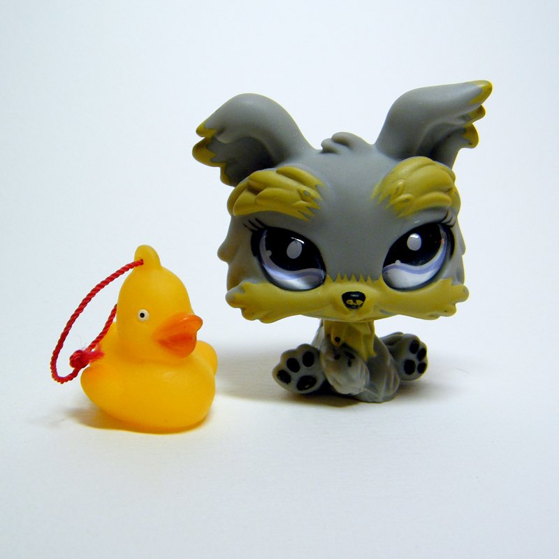Littlest Pet Shop 883 YORKSHIRE TERRIER Grey Yorkie w Big "Glass" Eyes