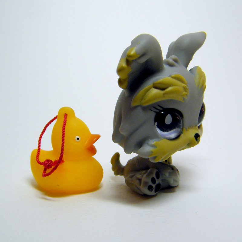 Littlest Pet Shop 883 YORKSHIRE TERRIER Grey Yorkie w Big "Glass" Eyes