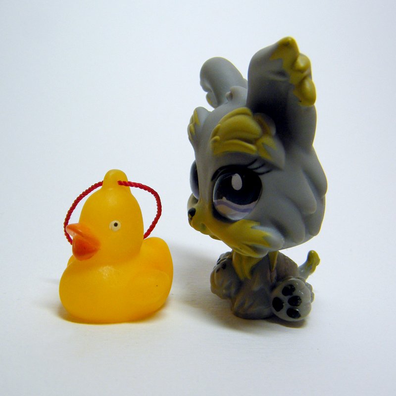 Littlest Pet Shop 883 YORKSHIRE TERRIER Grey Yorkie w Big "Glass" Eyes