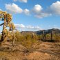 "Desert Beauty" Beautiful Scenery in the Sonoran Desert, Travel / Relaxation