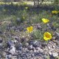 Virtual ATV ride in the Sonoran National Monument, Table Top Region