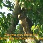 "CLOSE-UP NATURE" A Journey into the World around us, Relaxation DVD