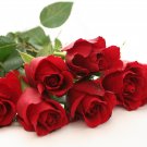 Natural Fresh Cut Roses Scented Soy & Shea Butter Body Lotion 16 Oz