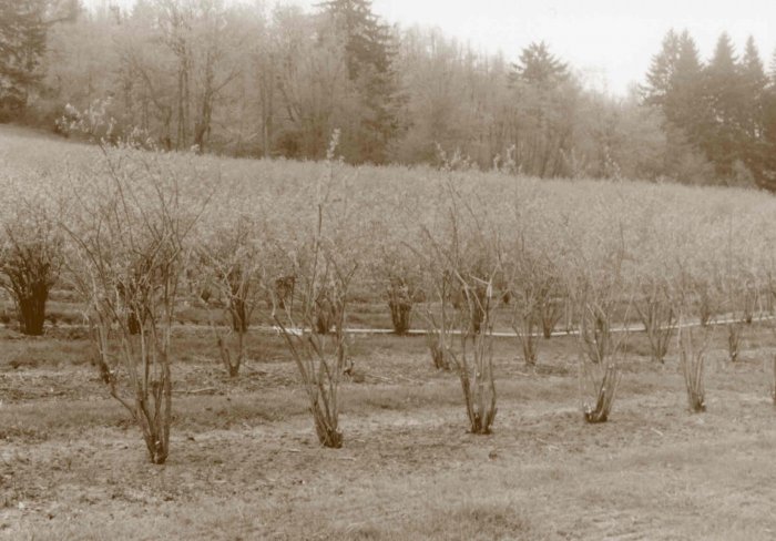 The Vineyard