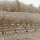 The Vineyard