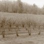 The Vineyard