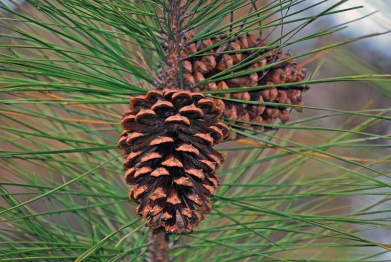 Loblolly Pinecones 10 Small 2