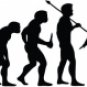 Evolution of Geisha