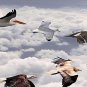 E-HOME Stretched Canvas Art Bird Decoration Painting Set of 4