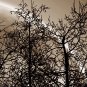 E-HOME Stretched Canvas Art The Night Under The Shadows of The Trees Decoration Painting  Set of
