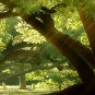 E-HOME Stretched Canvas Art The Sun Shines Under The Tree Decoration Painting Set Of 5