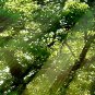 E-HOME Stretched Canvas Art The Sun Shines Under The Tree Decoration Painting Set Of 5