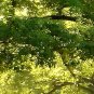 E-HOME Stretched Canvas Art The Sun Shines Under The Tree Decoration Painting Set Of 5