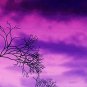 E-HOME Stretched Canvas Art Under A Tree Decorative Painting  Set of 4