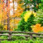 E-HOME Stretched Canvas Art The Forest of The Small Wooden Bridge Decorative Painting Set of 5