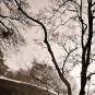E-HOME Stretched Canvas Art Rivers And Trees Decorative Painting Set of 3