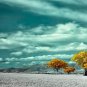 E-HOME Stretched Canvas Art The Yellow Tree Decoration Painting Set of 3