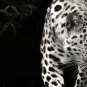 E-HOME Stretched Canvas Art Leopard Decoration Painting Set of 3