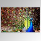 VISUAL STAR3 Panel Peacock Photos Print on Canvas Wall Decoration Canvas Art Ready to Hang