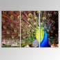 VISUAL STAR3 Panel Peacock Photos Print on Canvas Wall Decoration Canvas Art Ready to Hang