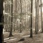 E-HOME Stretched Canvas Art The Sun In The Thick Woods Decoration Painting  Set of 3