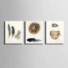 E-HOME Stretched Canvas Art Feather And Leaves The Nest Decoration Painting  Set Of 3
