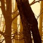 E-HOME Stretched Canvas Art Woods In The Mist Decoration Painting  Set Of 6