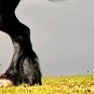 E-HOME Stretched Canvas Art Pentium the Black Horse Decoration Painting Set Of 3