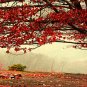 E-HOME Stretched Canvas Art Red Maple Tree Decoration Painting  Set Of 3