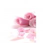Prints Poster Wall Art Painting Pink Rose Pictures Print On Canvas 3pcs/set (Without Frame)