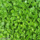 Ambrosial Gotu Kola Oil (Centella Asiatica) 100% Pure Organic Natural