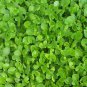 Ambrosial Gotu Kola Oil (Centella Asiatica) 100% Pure Organic Natural