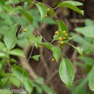 Ambrosial 30ml Jyotishmati Malkangani Oil Pure Natural Organic Uncut Undiluted