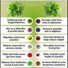 Ambrosial Coriander Essential Oil Pure Natural Organic Uncut Undiluted