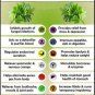 Ambrosial Coriander Essential Oil Pure Natural Organic Uncut Undiluted