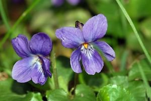Ambrosial Violet Leaf Essential Oil (Viola odorata) 100% Pure & Natural