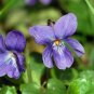 Ambrosial Violet Leaf Essential Oil (Viola odorata) 100% Pure & Natural
